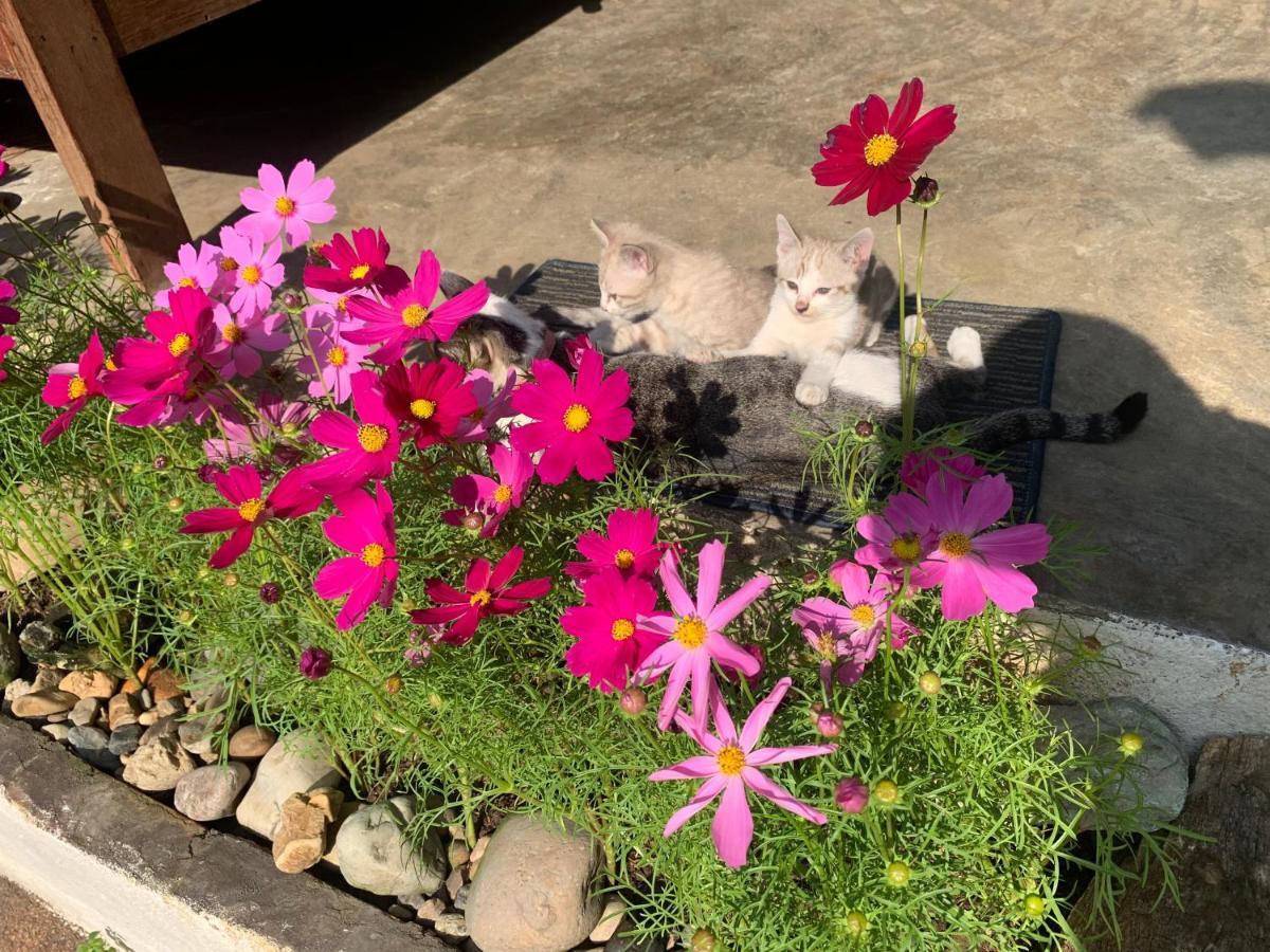 Hongkhao Village Chiang Mai Eksteriør billede
