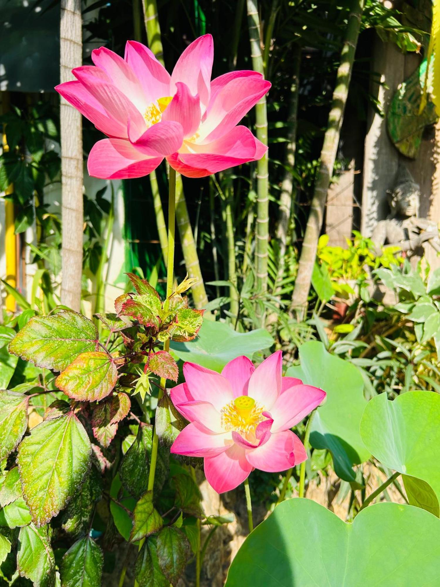 Hongkhao Village Chiang Mai Eksteriør billede