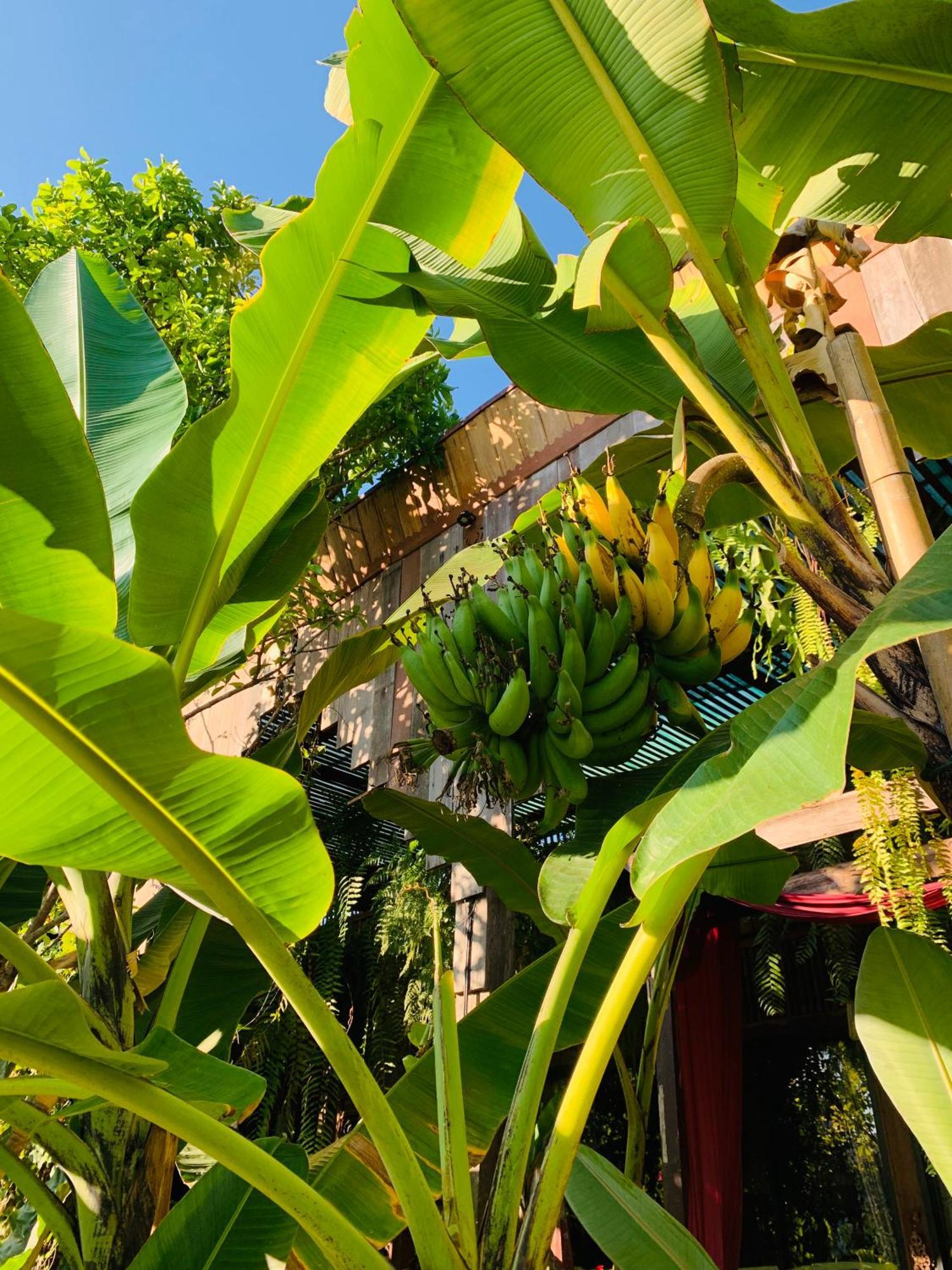 Hongkhao Village Chiang Mai Eksteriør billede